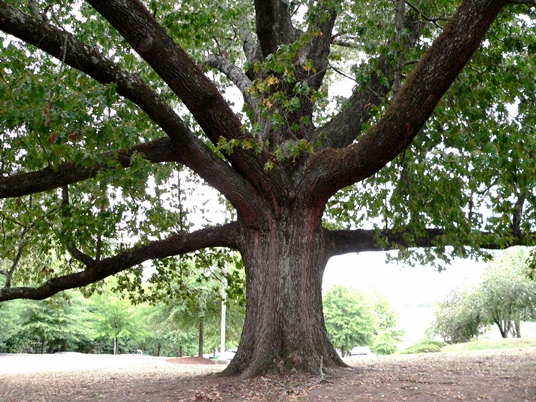 {Quercus pagoda}